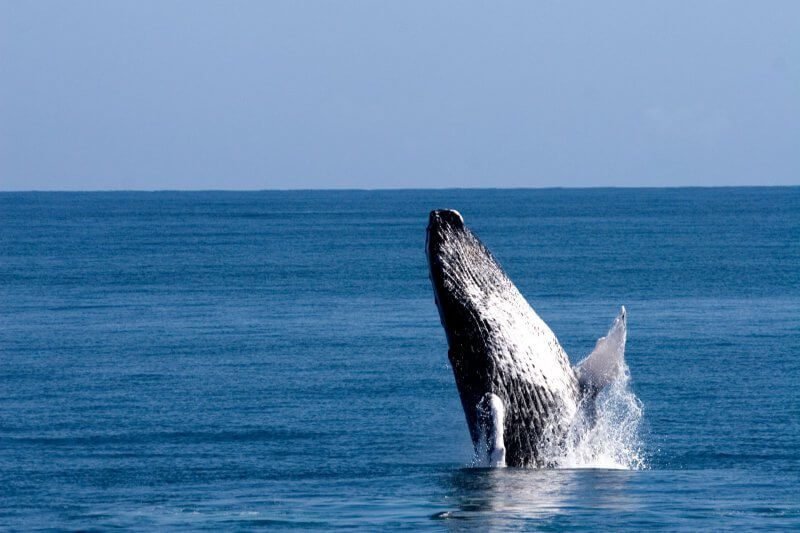 Whales off the coast