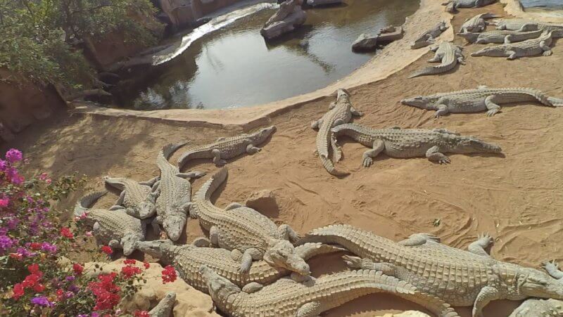 Crocodile Park