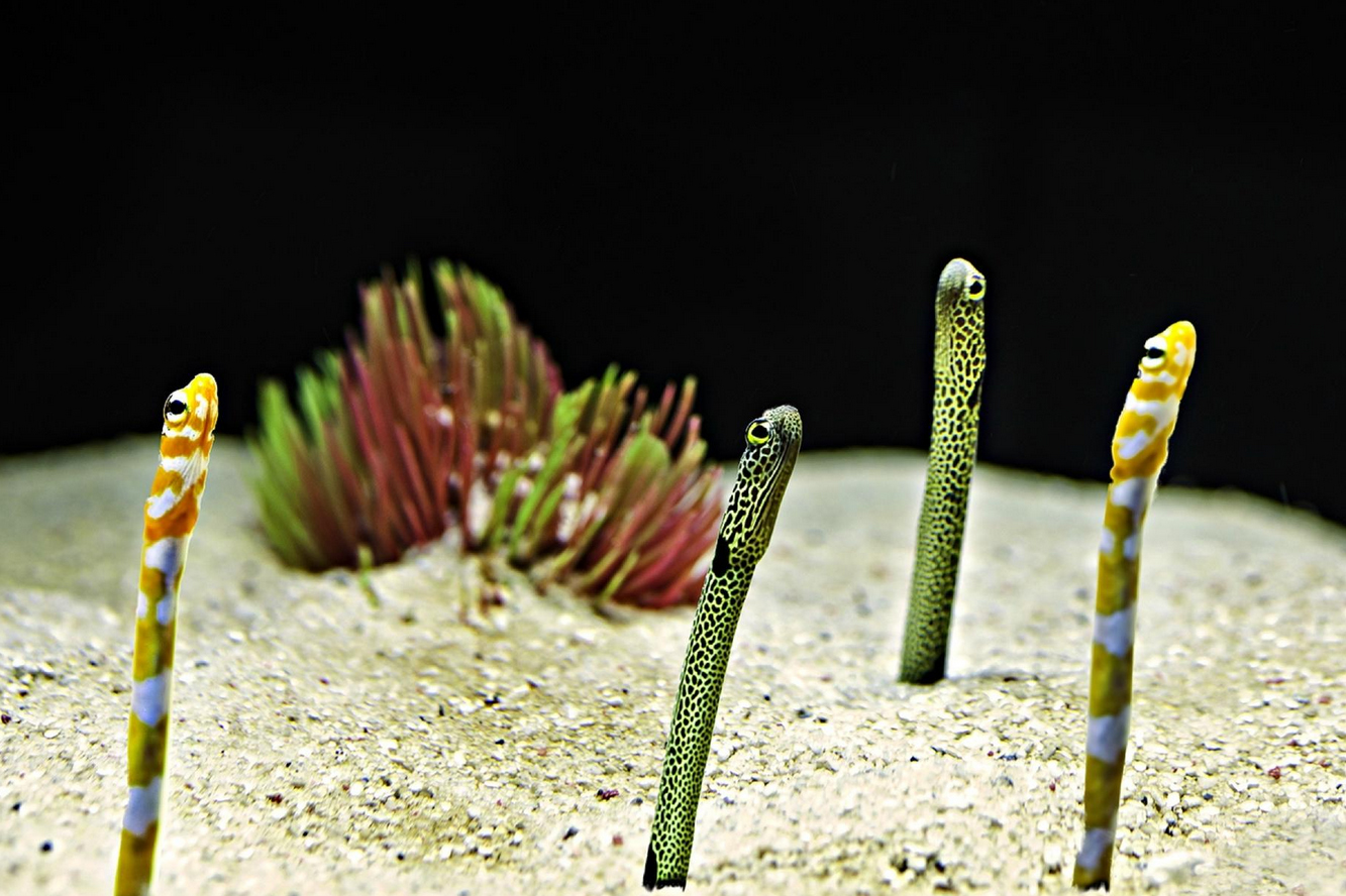 Photo of the aquarium with gitils at the Coral Wonderland Melaka Aquarium At the Coral Wonderland Melaka Aquarium