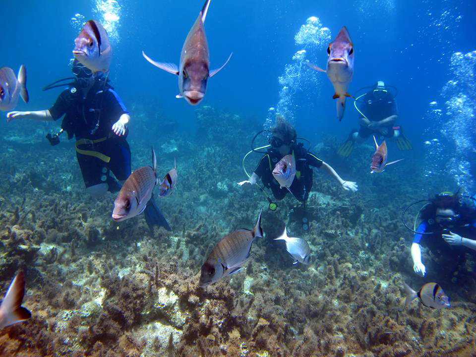 Divers watch the underwater world of Kefalonia Diving on the island