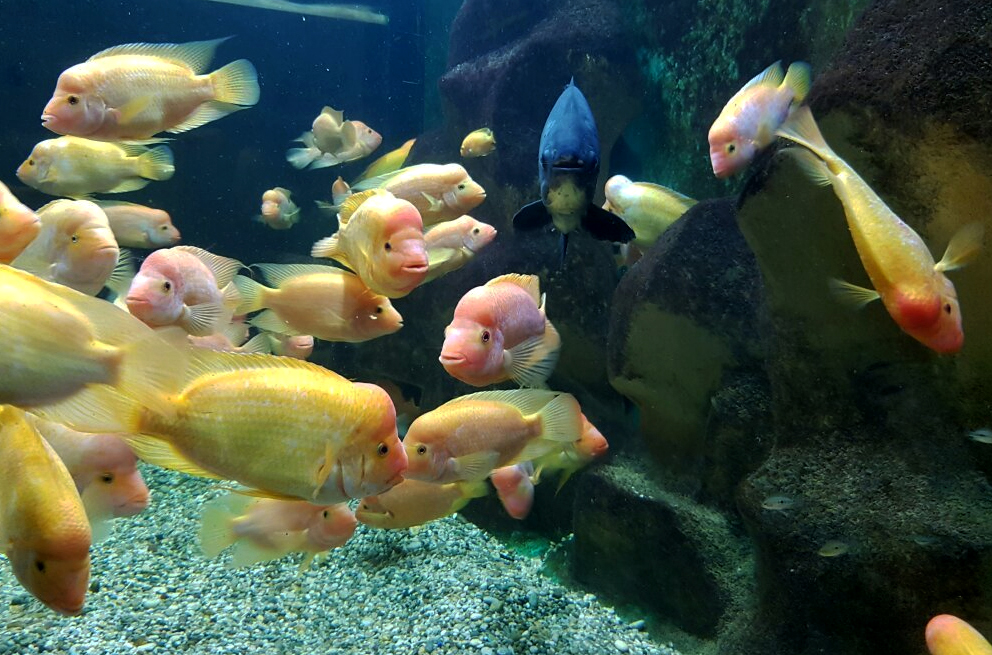 Photos of residents of the aquarium in Pula Fish in the aquarium