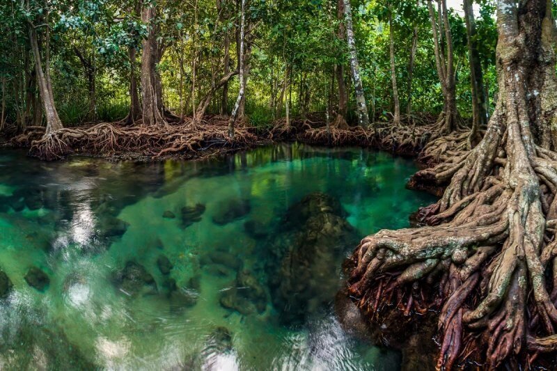 Mangroves