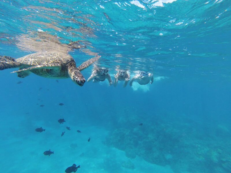 Turtles near Huong Island