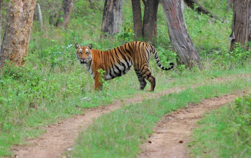 Tiger in Bandipur National Park