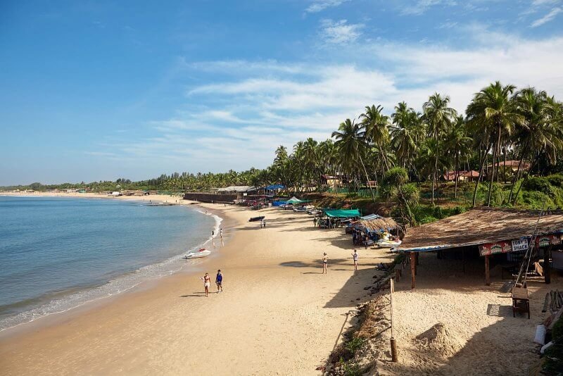 Palm trees on the beach in Candolim