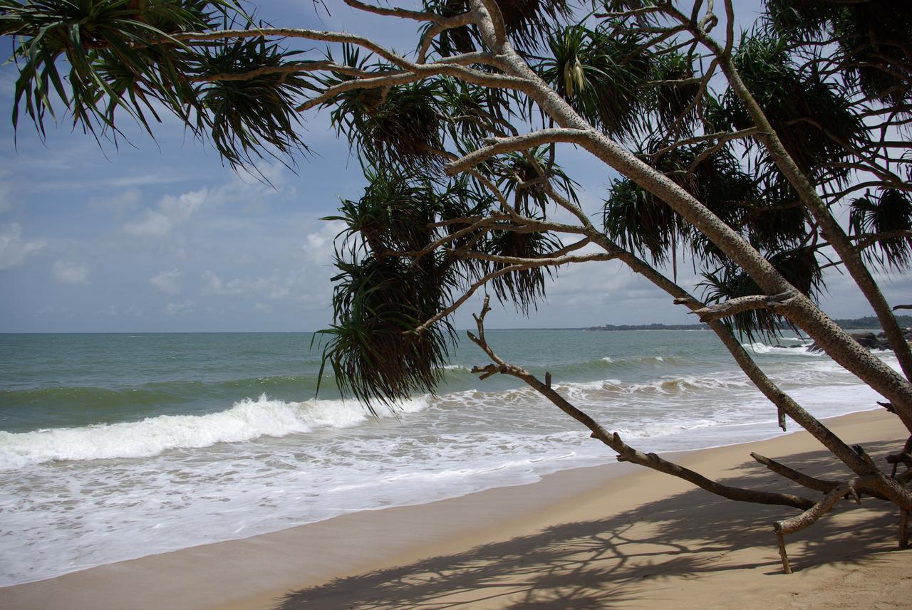 Trees on Beruvela beach Beruwedle beach, near Bentota