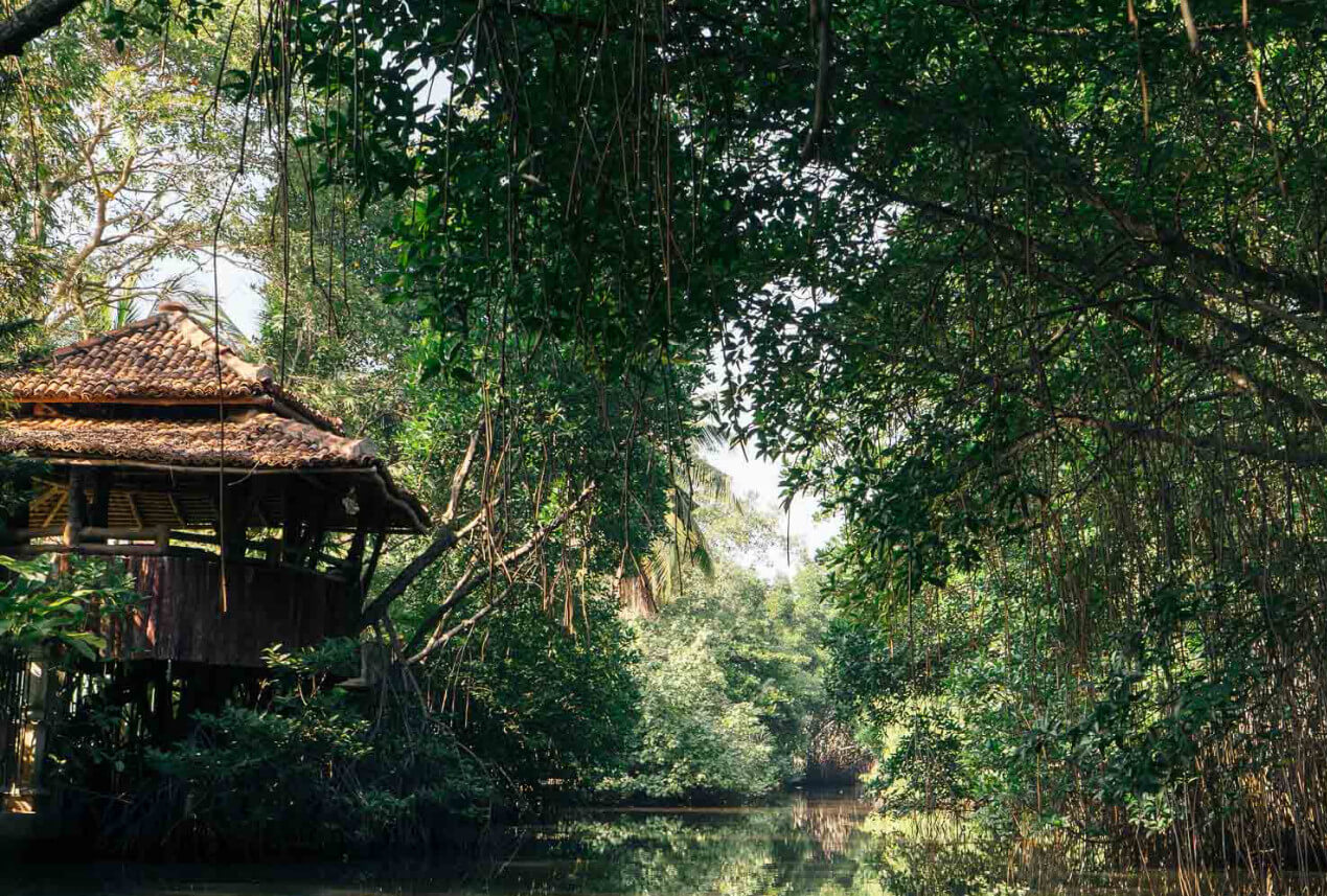 Dense vegetation on the Bentota Ganga River Photo: Bentota Ganga River