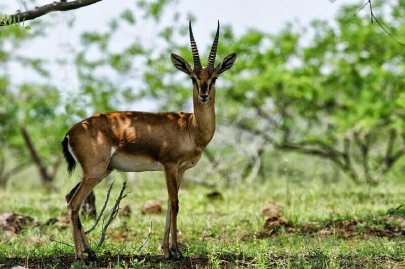 Inhabitants of the Kotigao Nature Reserve