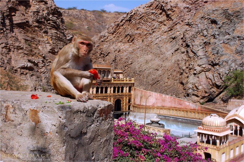 Monkey in the Monkey Temple