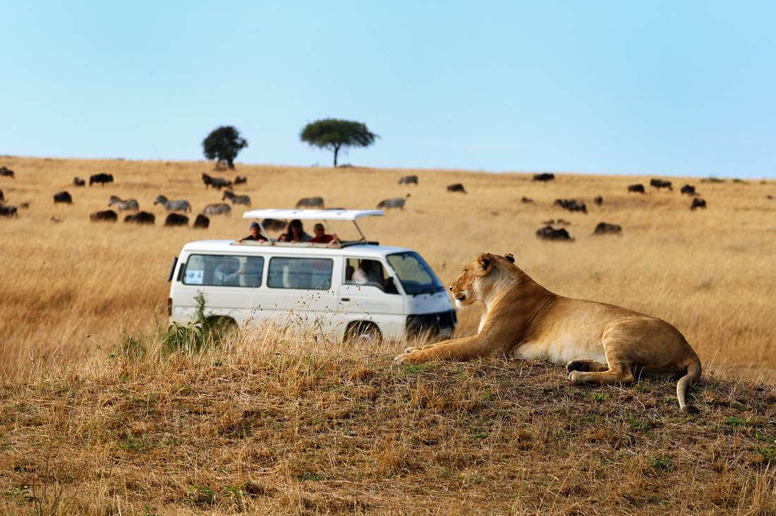 Photo of a lioness on the background of a jeep tour on safari in Zanzibar Zanzibar in the dry season