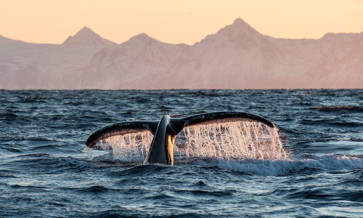 Whale tail - a photo from the Lofoten Islands taken during a safari Whale's Tail