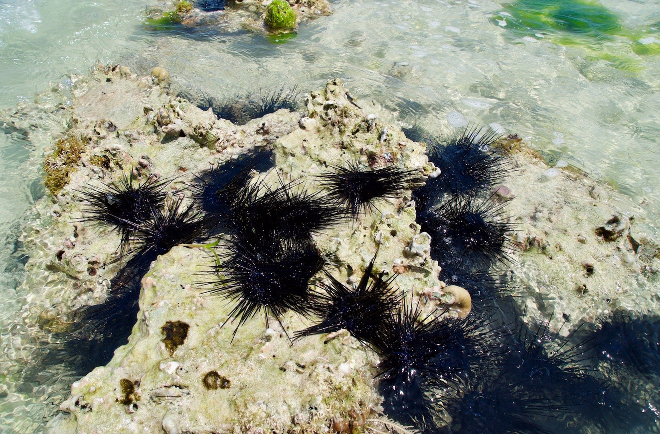 you need to be careful not to step on sea urchins Sea urchins