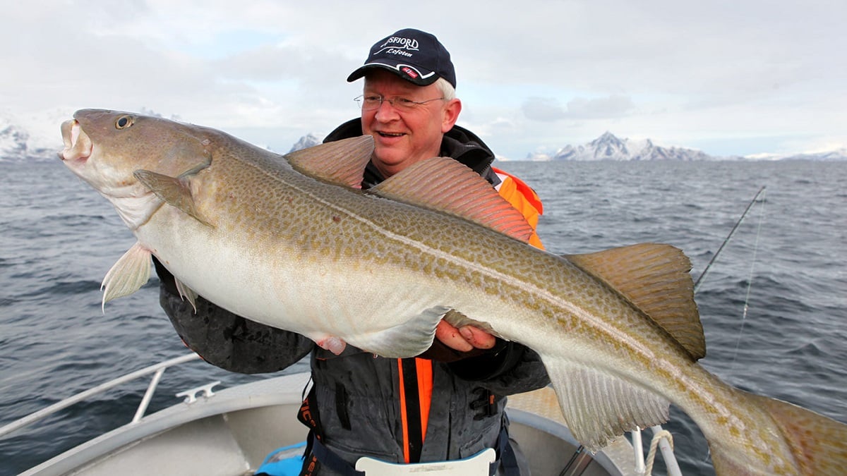 Fisherman with a catch in the sea near the Lofoten Islands Such fish can be caught on a fishing trip