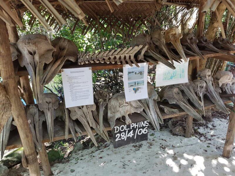 Dolphin Bones at Nungwi Natural Aquarium Skeletons of dolphins that died in Zanzibar in 2006