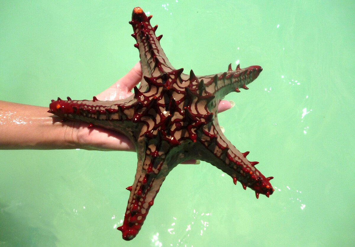Big starfish in your hands Ocean dwellers