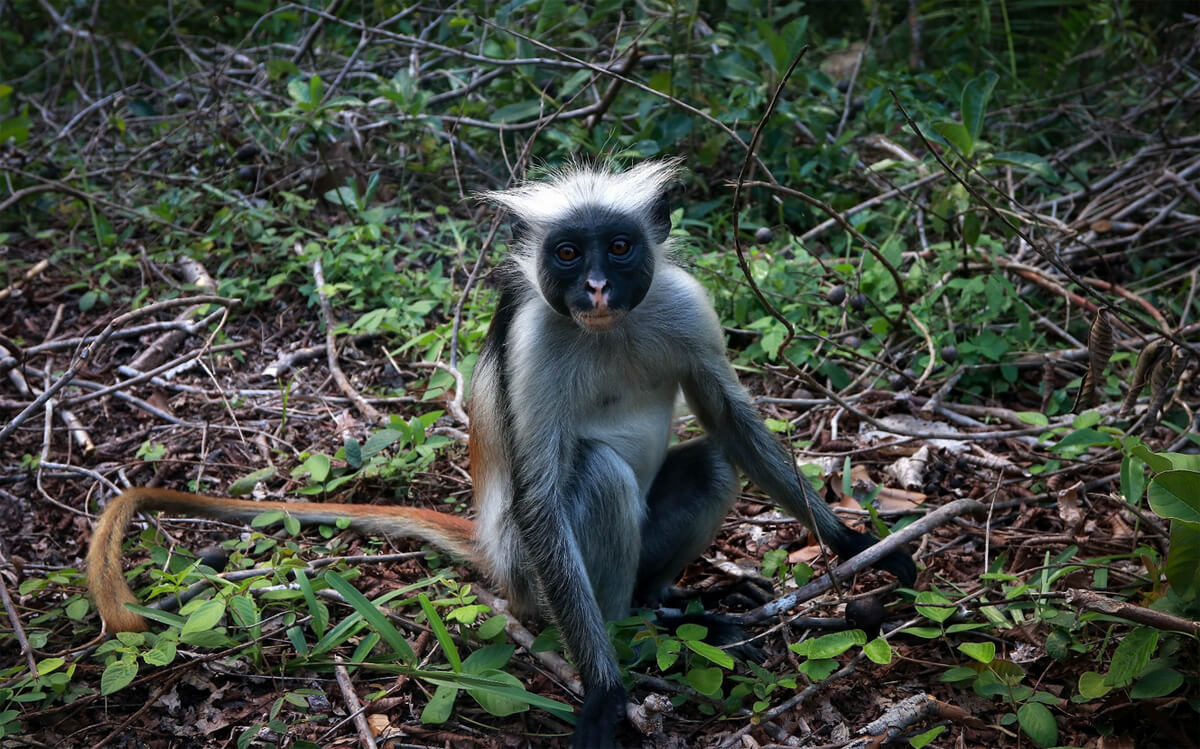 Monkey in Jozani Chwaka National Park Jozani Chwaka National Park