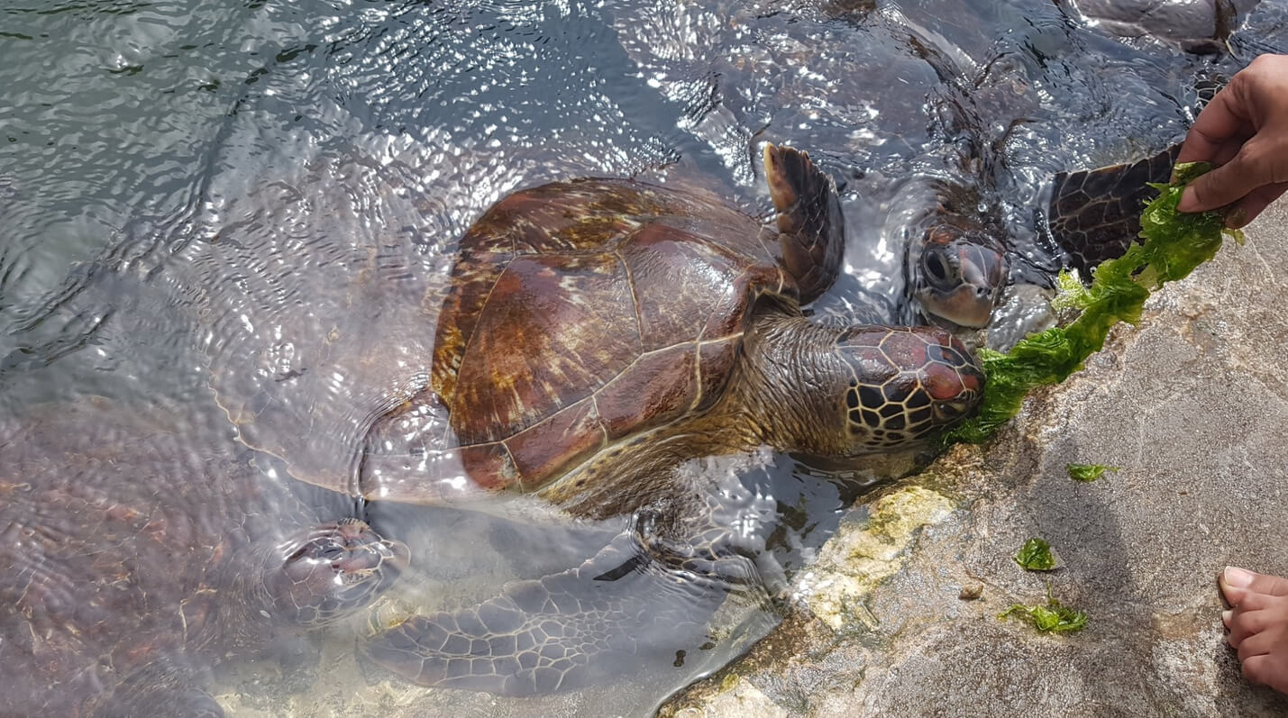 Photos taken while feeding turtles Feeding turtles