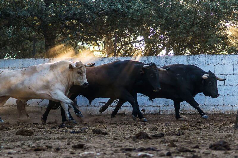 Animal Farm in Ronda, Spain Animal Farm