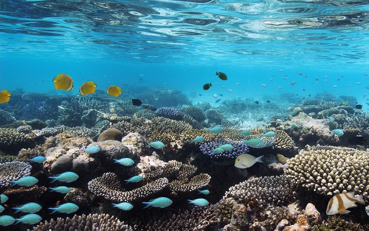 Photos of diving on Pemba Island Pemba Island Diving Experience