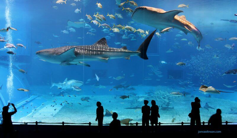Vancouver Aquarium - Akluas Photo: Whale Sharks at the Vancouver Aquarium