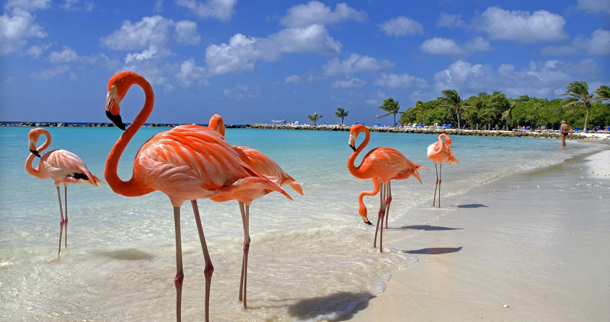 Photos of pink flamingos walking on Flamingo Beach Flamingo Beach