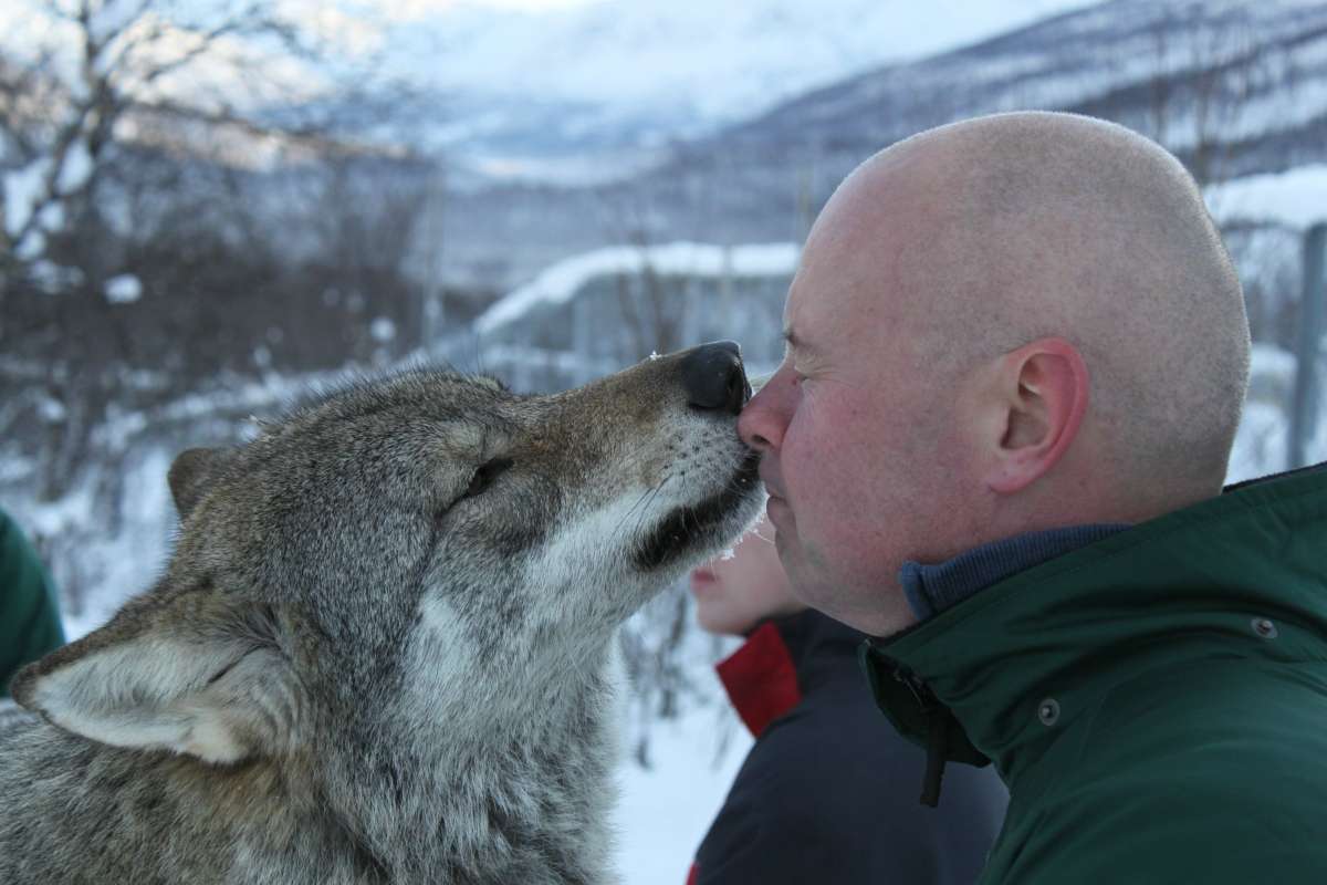 Wolf and Man at the Polar Zoo in Salangsdalen Valley Photo: A wolf in the world's northernmost zoo