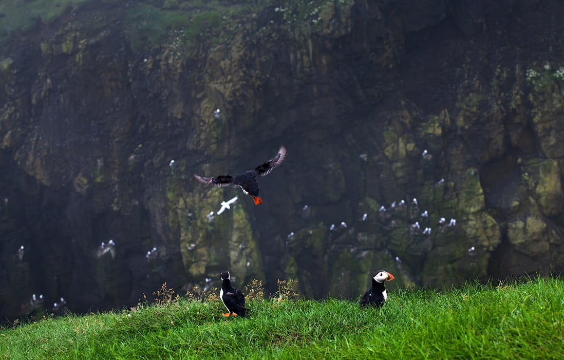 The photo shows puffins on Michines Island Michines-Bird Island