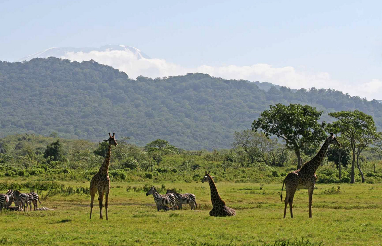 Photos of zebras and giraffes in Arusha National Park Arusha National Park