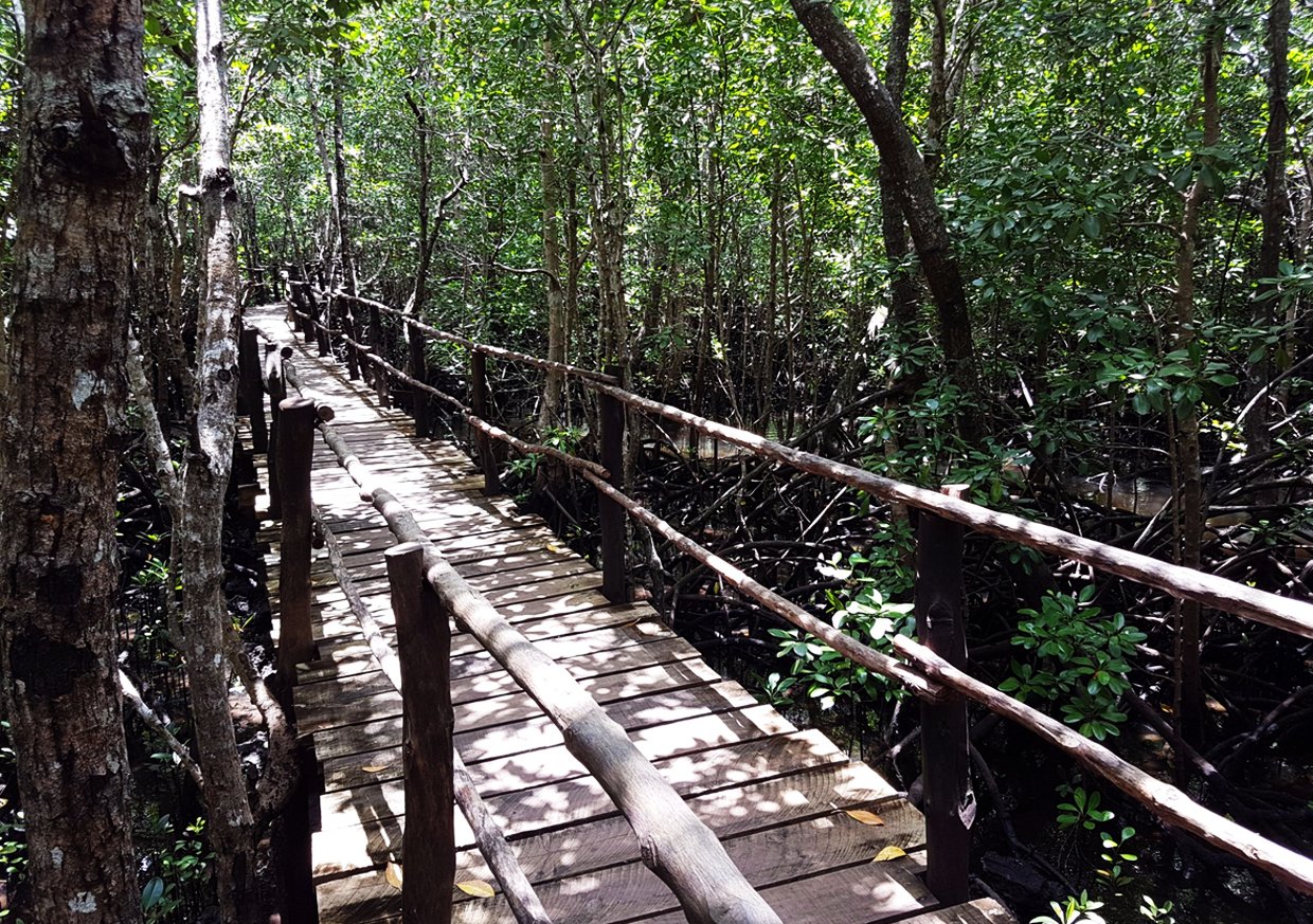 There are walking paths and wooden bridges in the forest. Wooden bridges in Josani Chwaka National Park