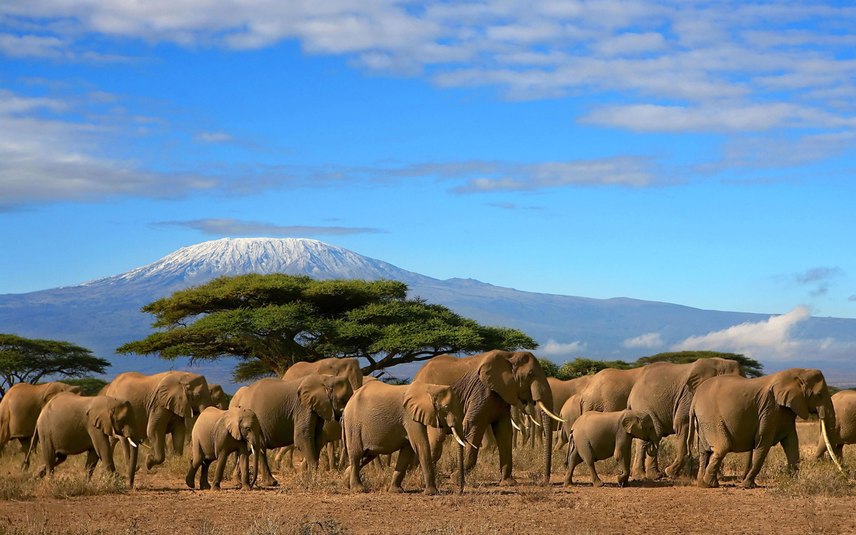 Photos of elephants in Kilimanjaro National Park Kilimanjaro National Park
