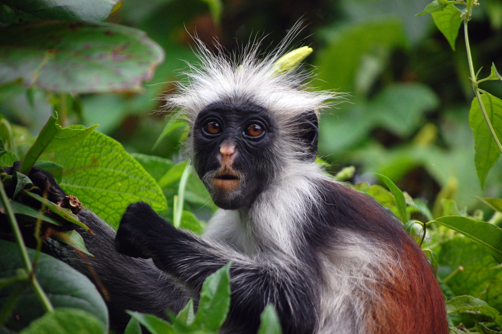 A monkey in the forest of Mount Kilimanjaro in Tanzania The Fauna of Mount Kilimanjaro in Tanzania