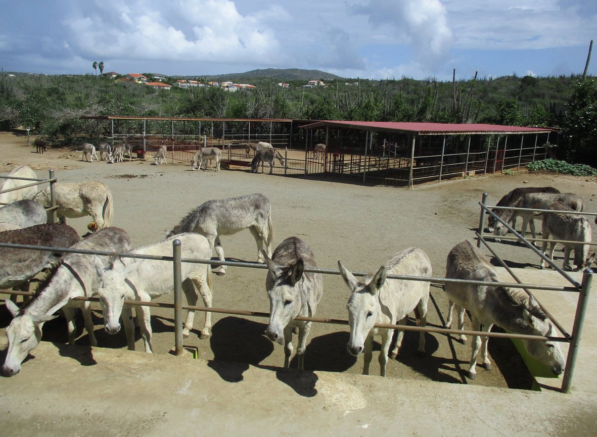 Photos of donkeys in the donkey reserve on the island of Aruba Donkey Sanctuary