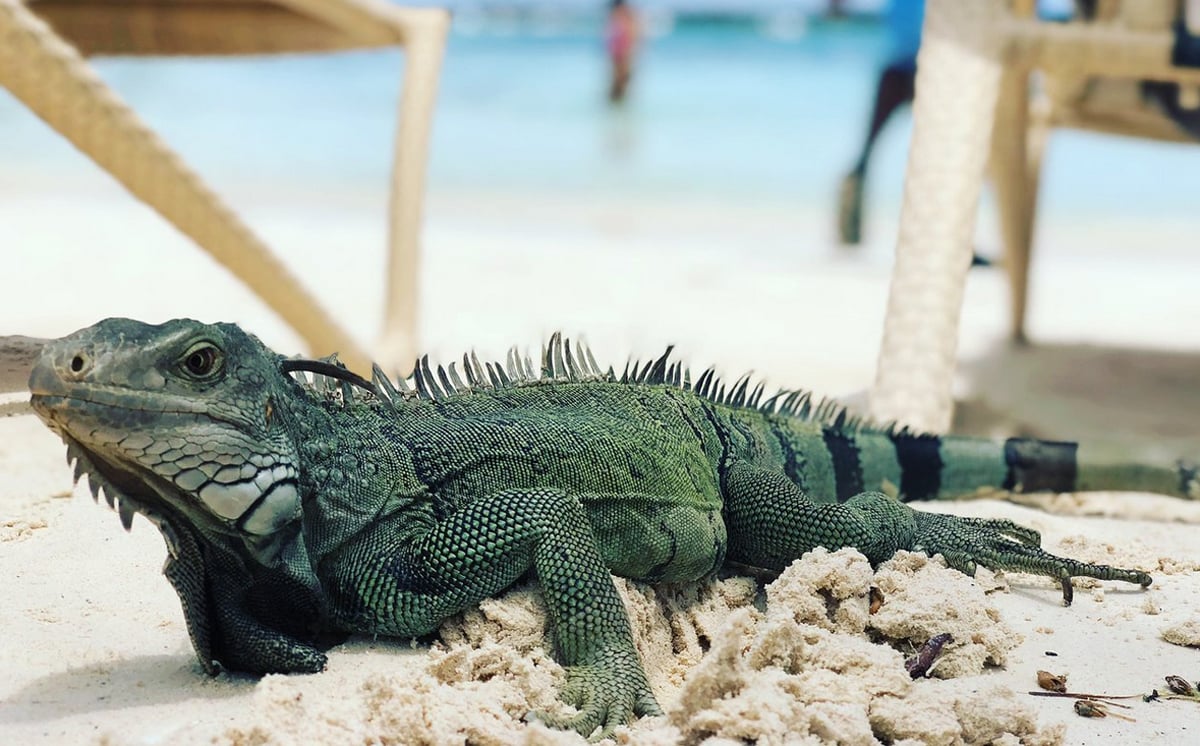 Photo of an iguana on Iguana Beach on Reunion Island Iguana Beach