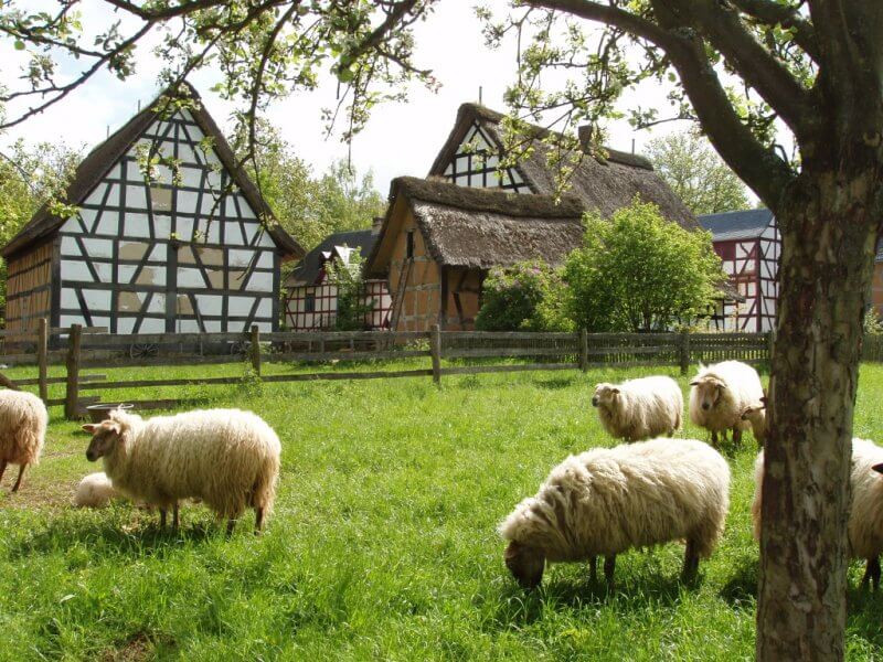 Rhenish Museum, sheep Sheep in Trier