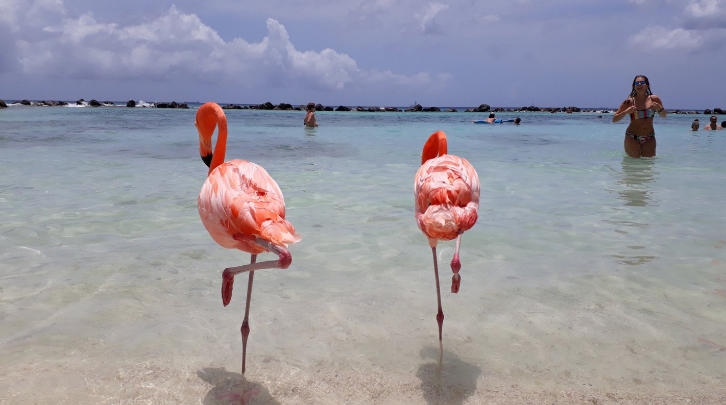 Pink flamingos walk freely among the vacationers Pink flamingos on the beach