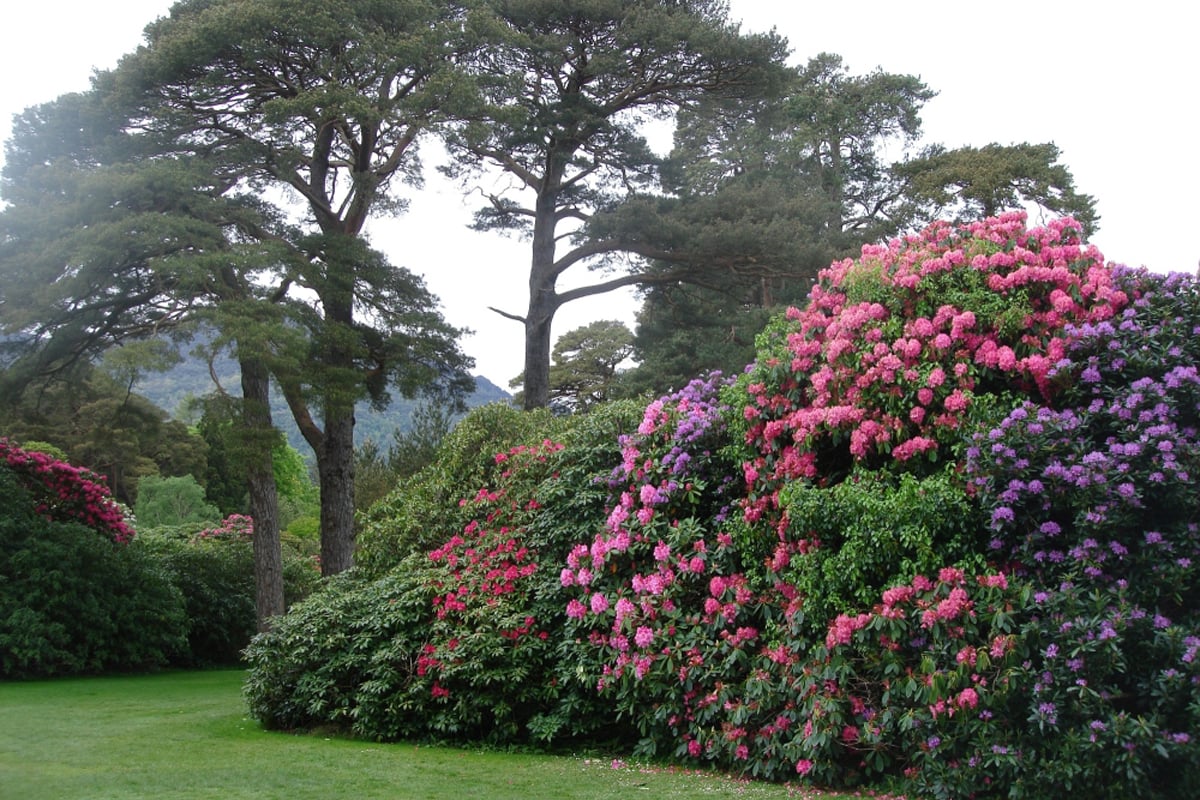 Rhododendrons in the Garden of Macross House Macross House Garden