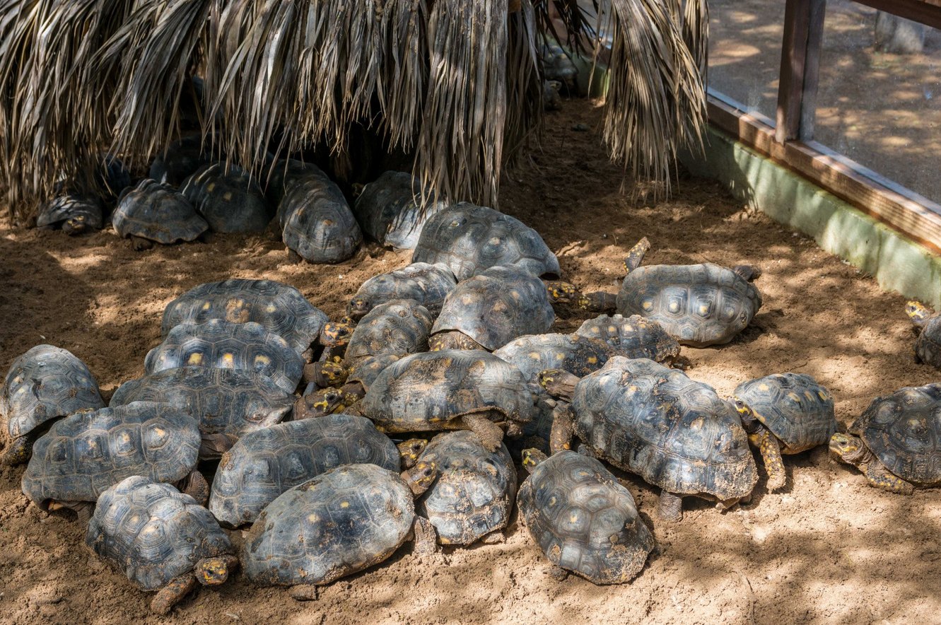 Turtles at Philip's Animal Garden Philip's Animal Garden