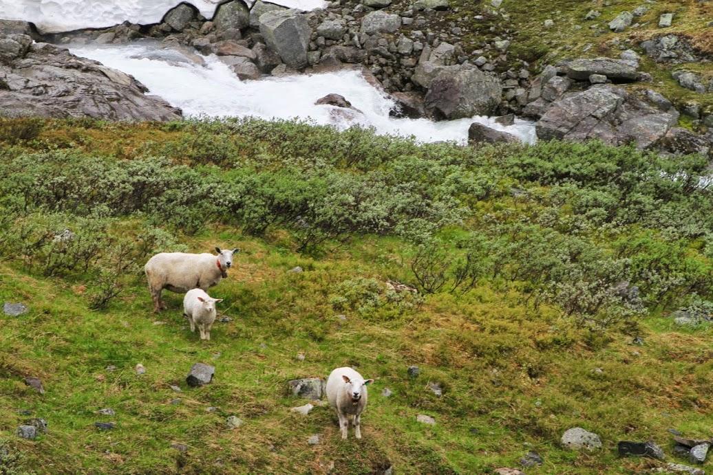 Photos of sheep on a trekking route Using a trekking route
