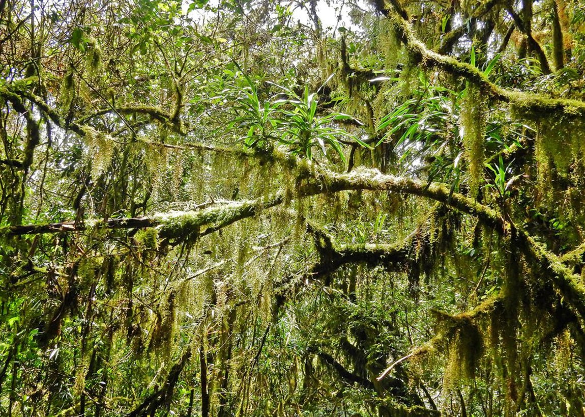 The tropical forest of the Kilimanjaro Natural Complex in Africa The Kilimanjaro Rainforest