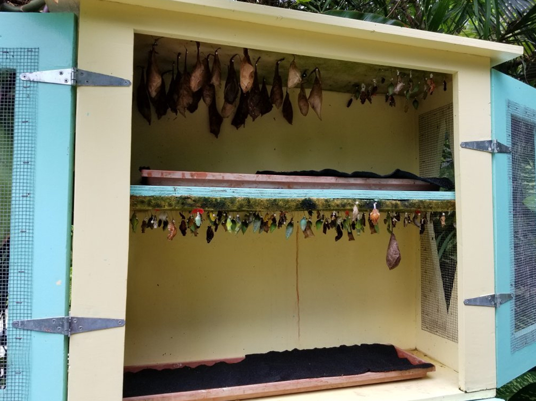 Photos of butterfly pupae at the Butterfly Farm in Aruba Butterfly pupae