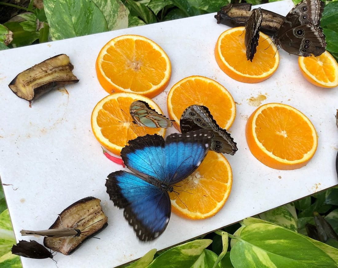 Photos of different butterflies on fruits at the Butterfly Farm, Aruba Butterfly Farm