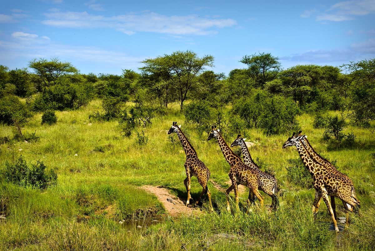 Photos of Giraffes in Zanzibar Nature of Zanzibar