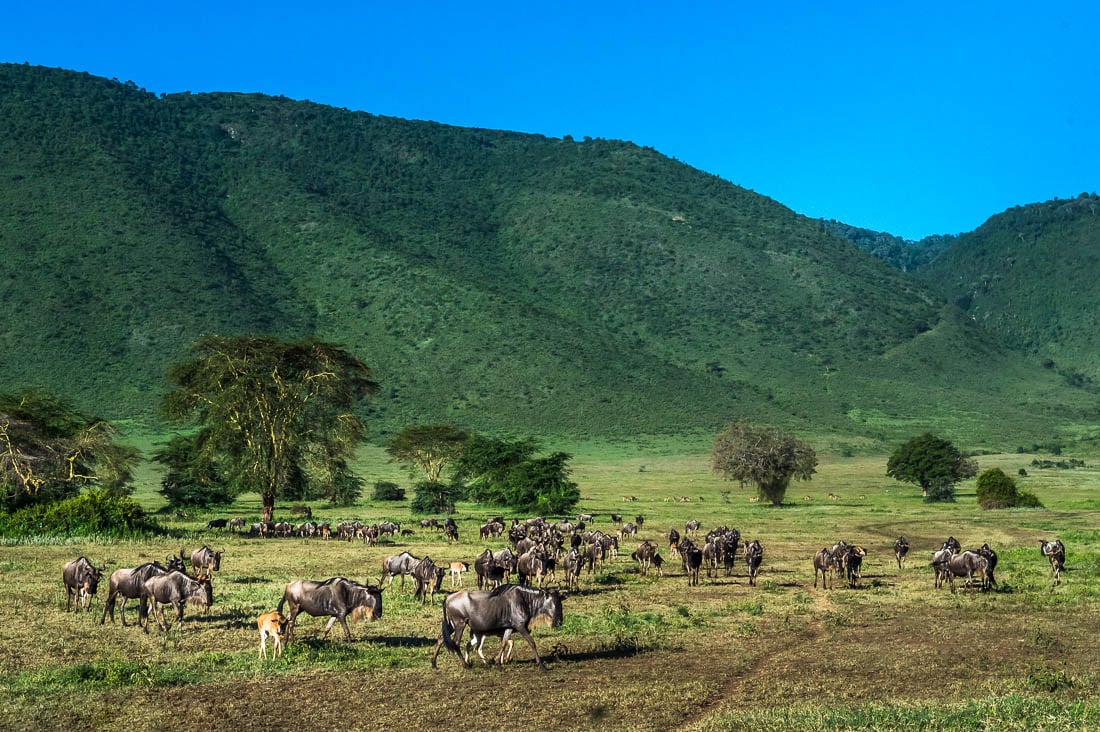 Photos of animals in the Ngorongoro Conservation Area Ngorongoro Nature Reserve