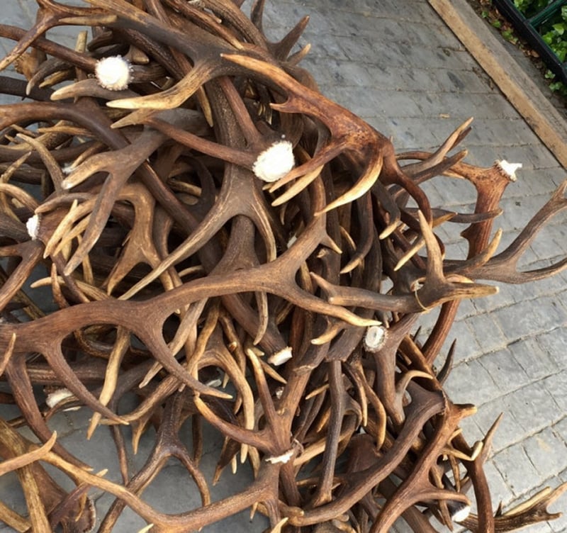 The photo shows a bunch of wild animal horns Wild animal horns cannot be exported without special documentation