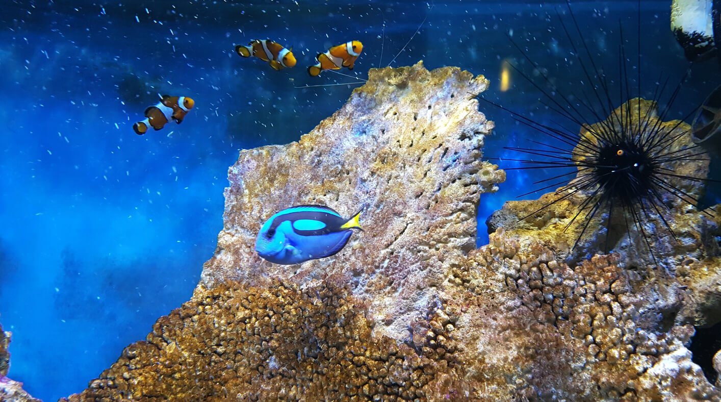Photos of fish in the Galway Aquarium Fish in the aquarium