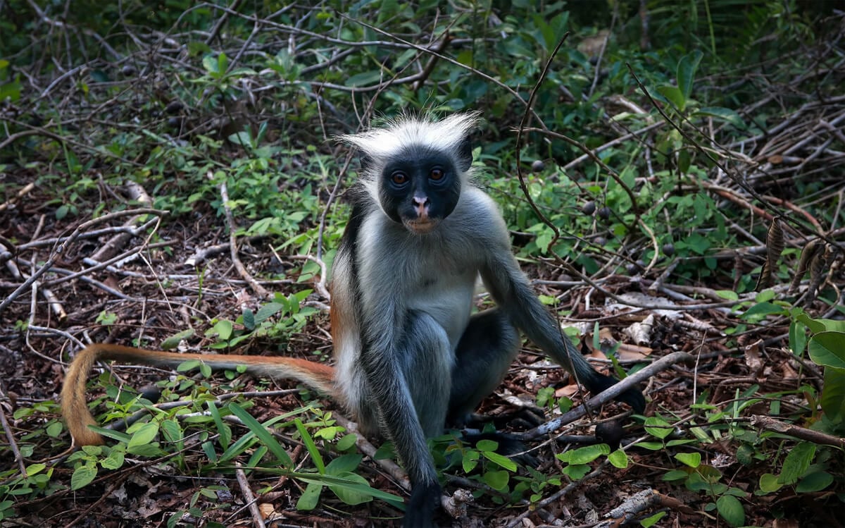 Monkey in Jozani Chwaka National Park Monkey in Josani Chwaka Park