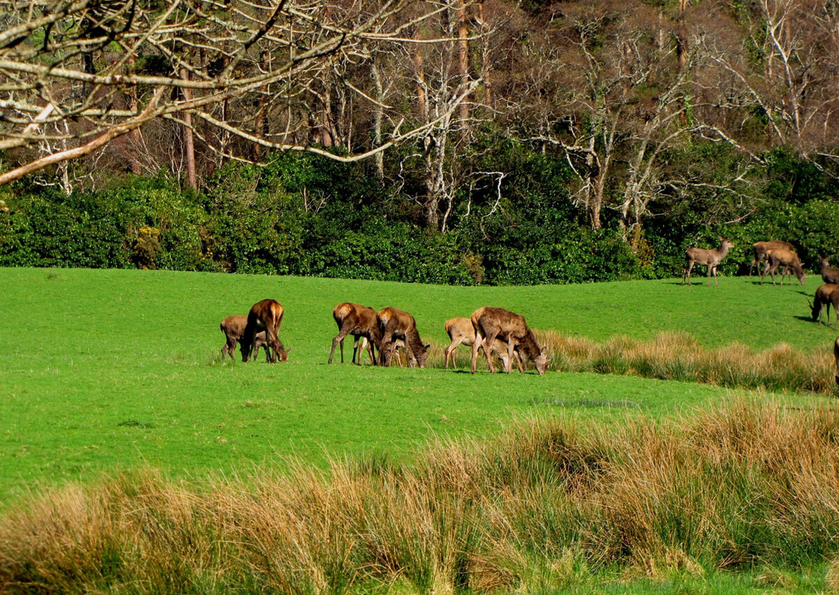 Photo of a group of young deer in Killarney Park Deer in Killarney National Park
