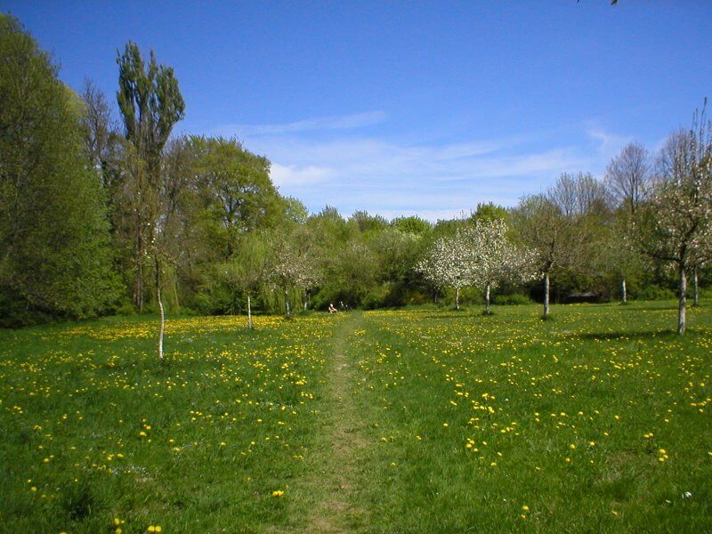 Hirschau Meadow in the English Garden Hirschau Clearing