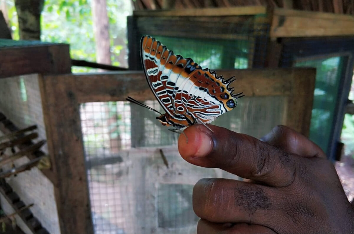 Photo of a butterfly sitting on a finger at the Zanzibar Butterfly Centre Butterfly in the butterfly garden