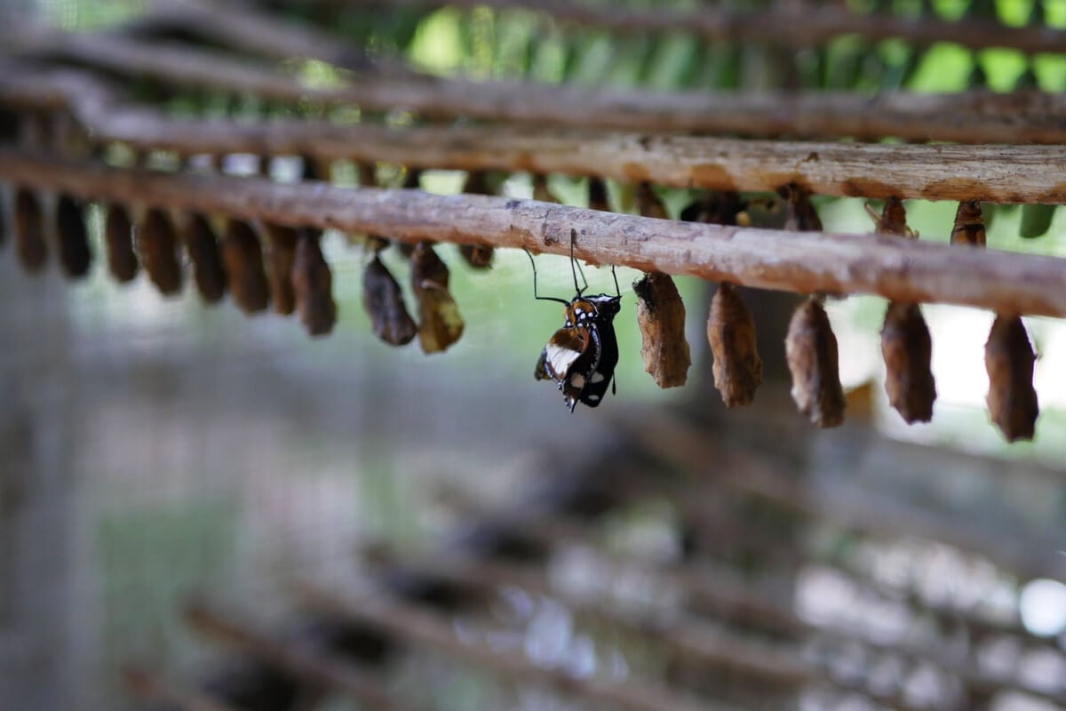 A hatched butterfly among the pupae in the butterfly garden Hanging pupae